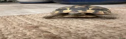 Hermann Tortoise reptiles for sale: Female, Hermann Tort, Table and Lamp in Leicester - Advert 1