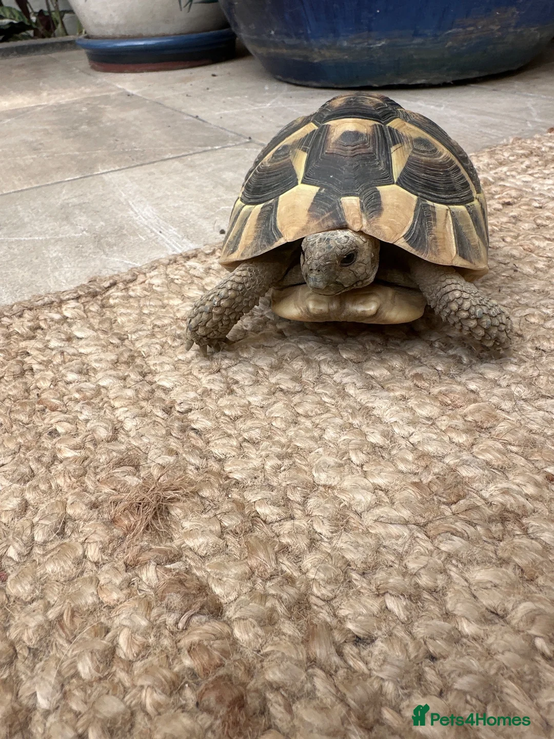 Hermann Tortoise reptiles for sale: Female, Hermann Tort, Table and Lamp in Leicester - Advert 1