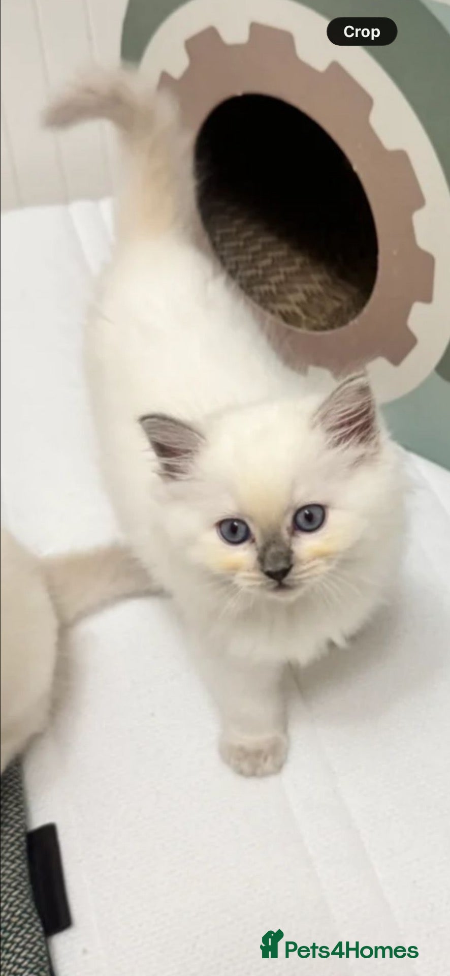 Ragdoll cats for sale: Stunning ragdoll kittens can go home now  - Advert 6