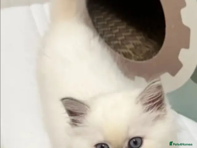 Ragdoll cats for sale: Stunning ragdoll kittens can go home now - Advert 6