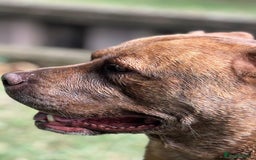 Mixed Breed dogs for sale: Hazels looking for a new home - Advert 3