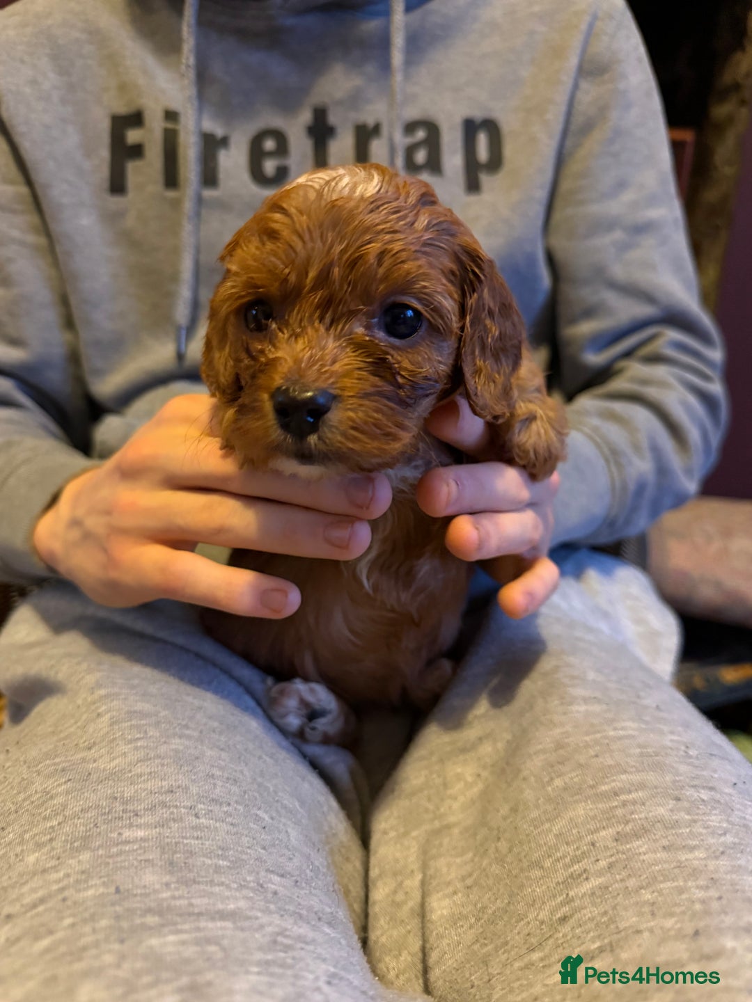 Cockapoo dogs for sale: Cockatoo puppies - Advert 10