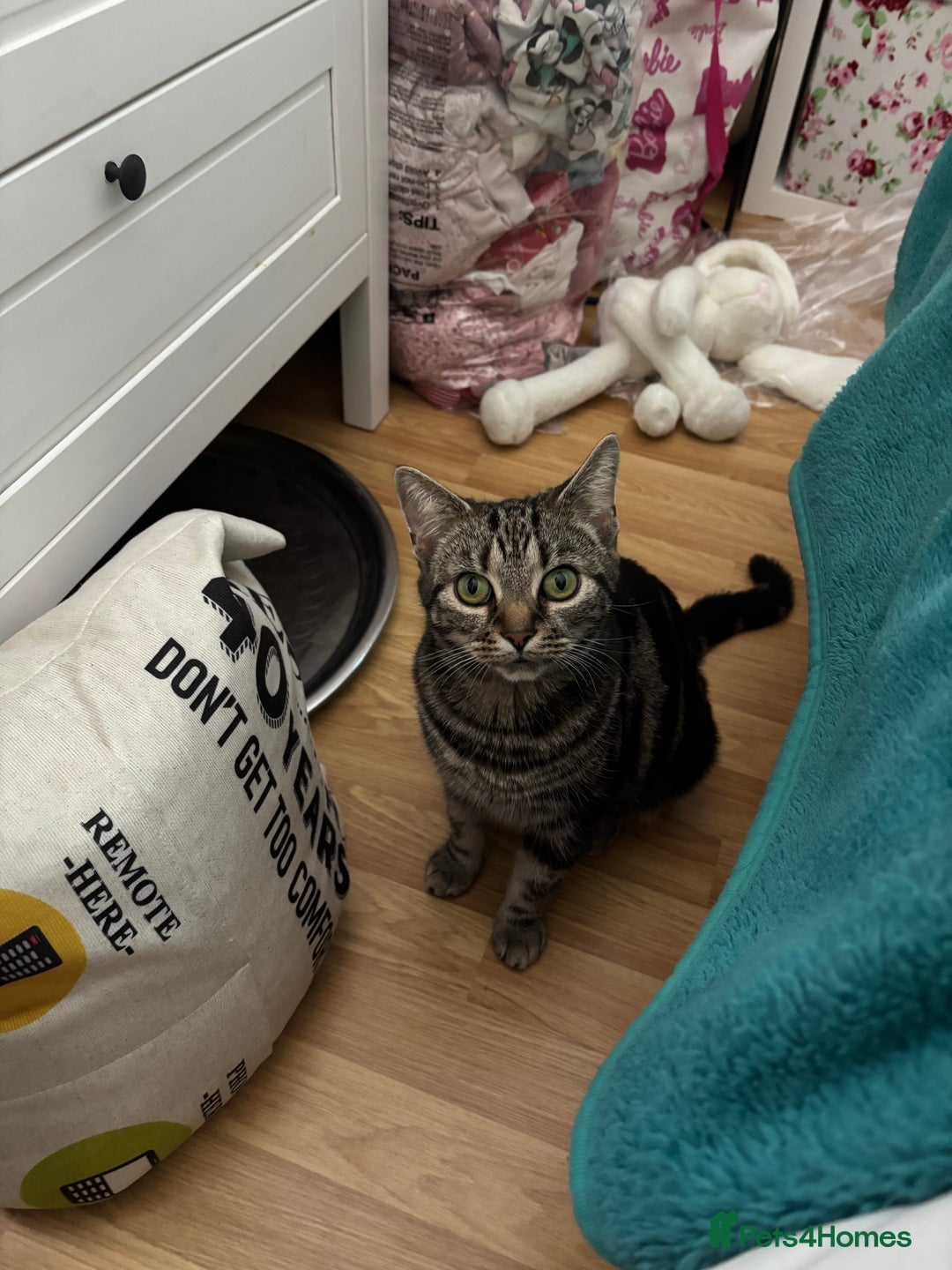 Mixed Breed cats for sale: Beautiful tabby x Ragdoll kittens for sale ! - Advert 1