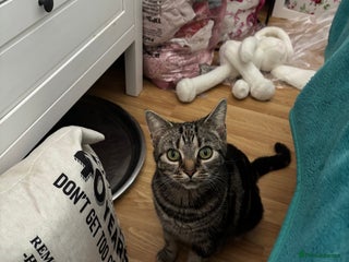 Mixed Breed cats Beautiful tabby x Ragdoll kittens for sale ! - Advert 1