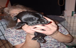 Mixed Breed dogs for sale: Miniature Poodle cross french bulldog puppies  - Image 16