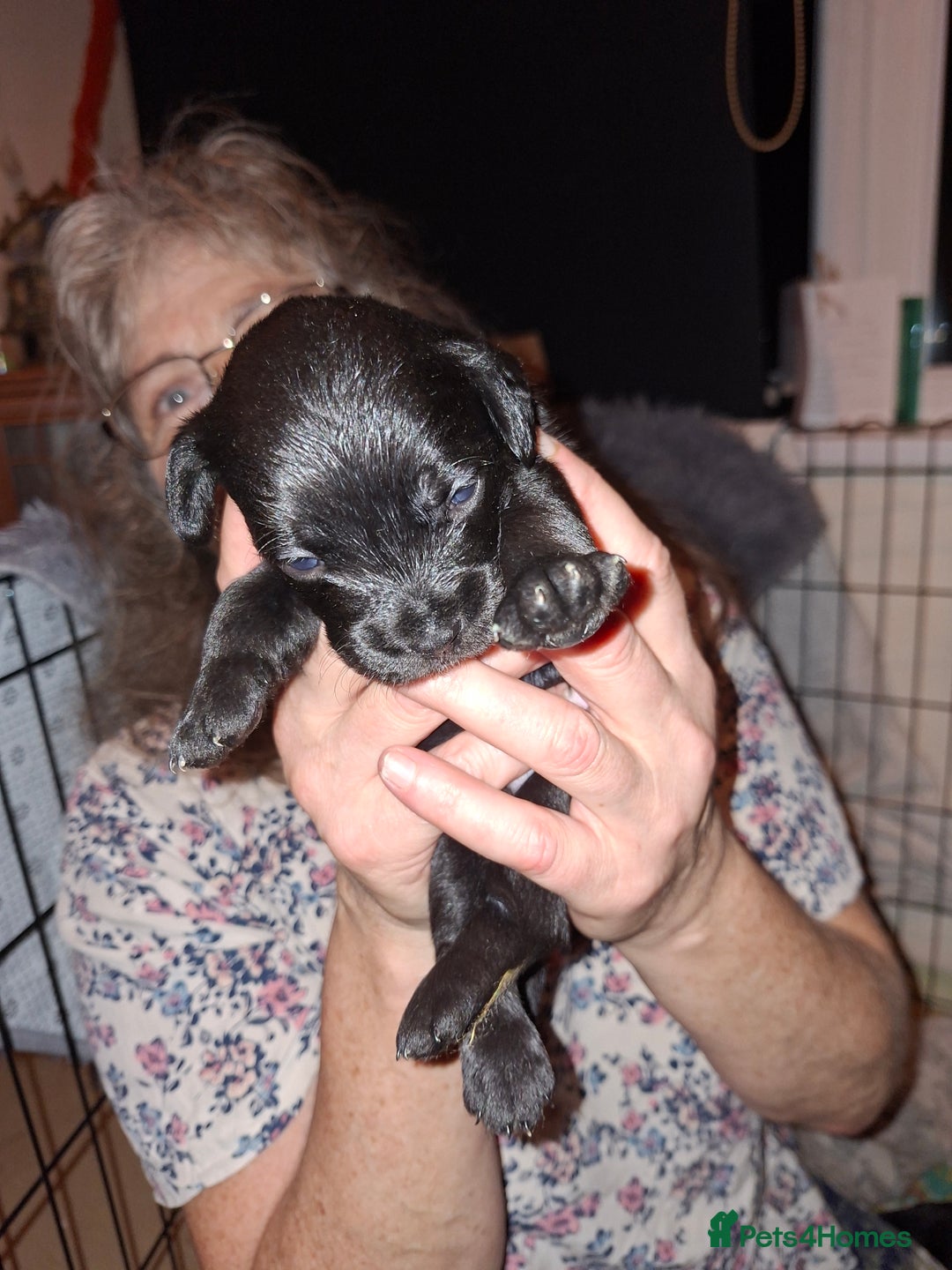Mixed Breed dogs for sale: Miniature Poodle cross french bulldog puppies  - Image 16