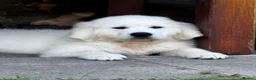 Golden Retriever dogs for sale: KC Cream litter from great health tested parents  - Advert 2