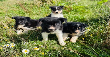 Border Collie dogs - Advert 12