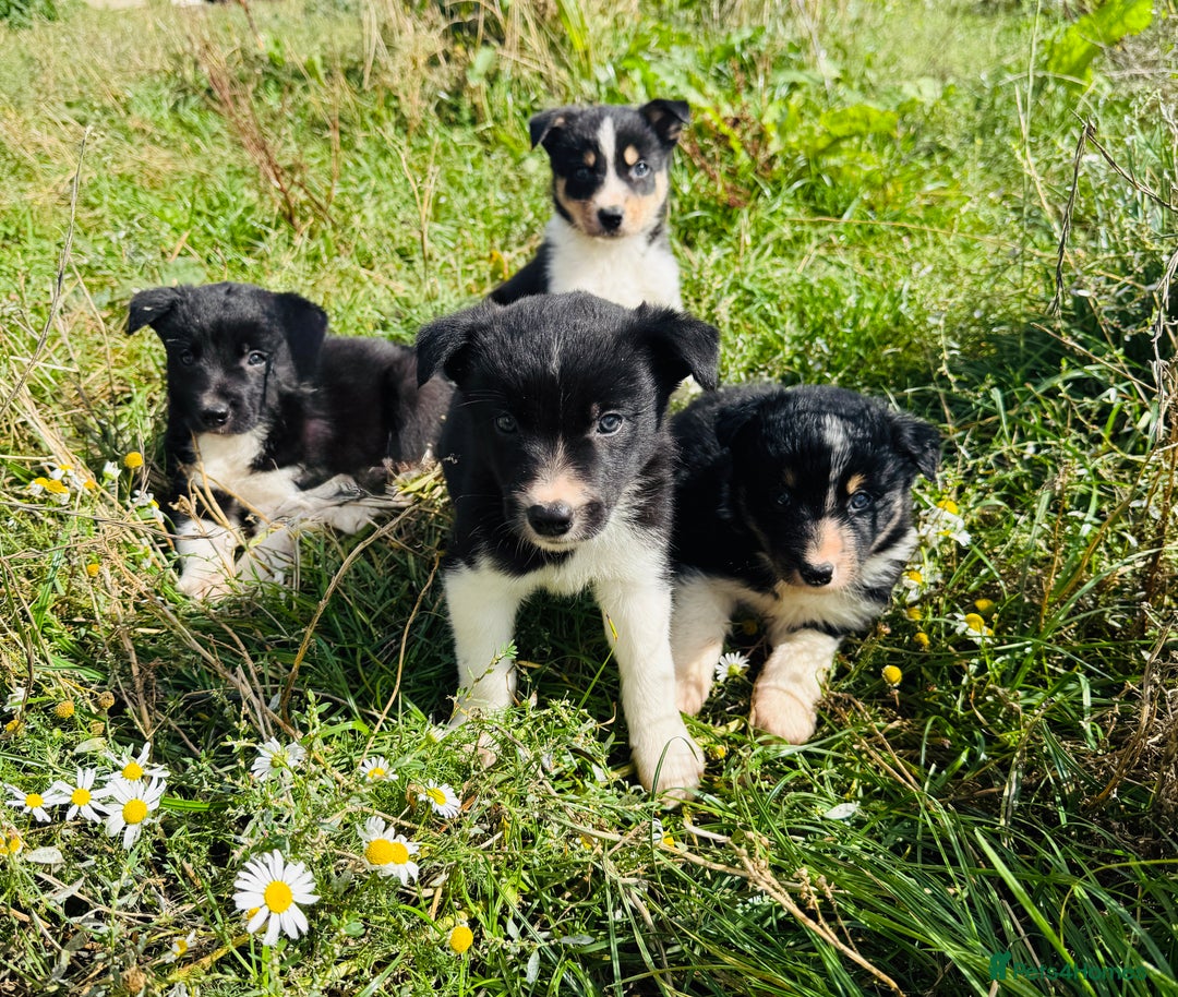 Border Collie dogs for sale: Gorgeous Border Collie puppies  - Image 2