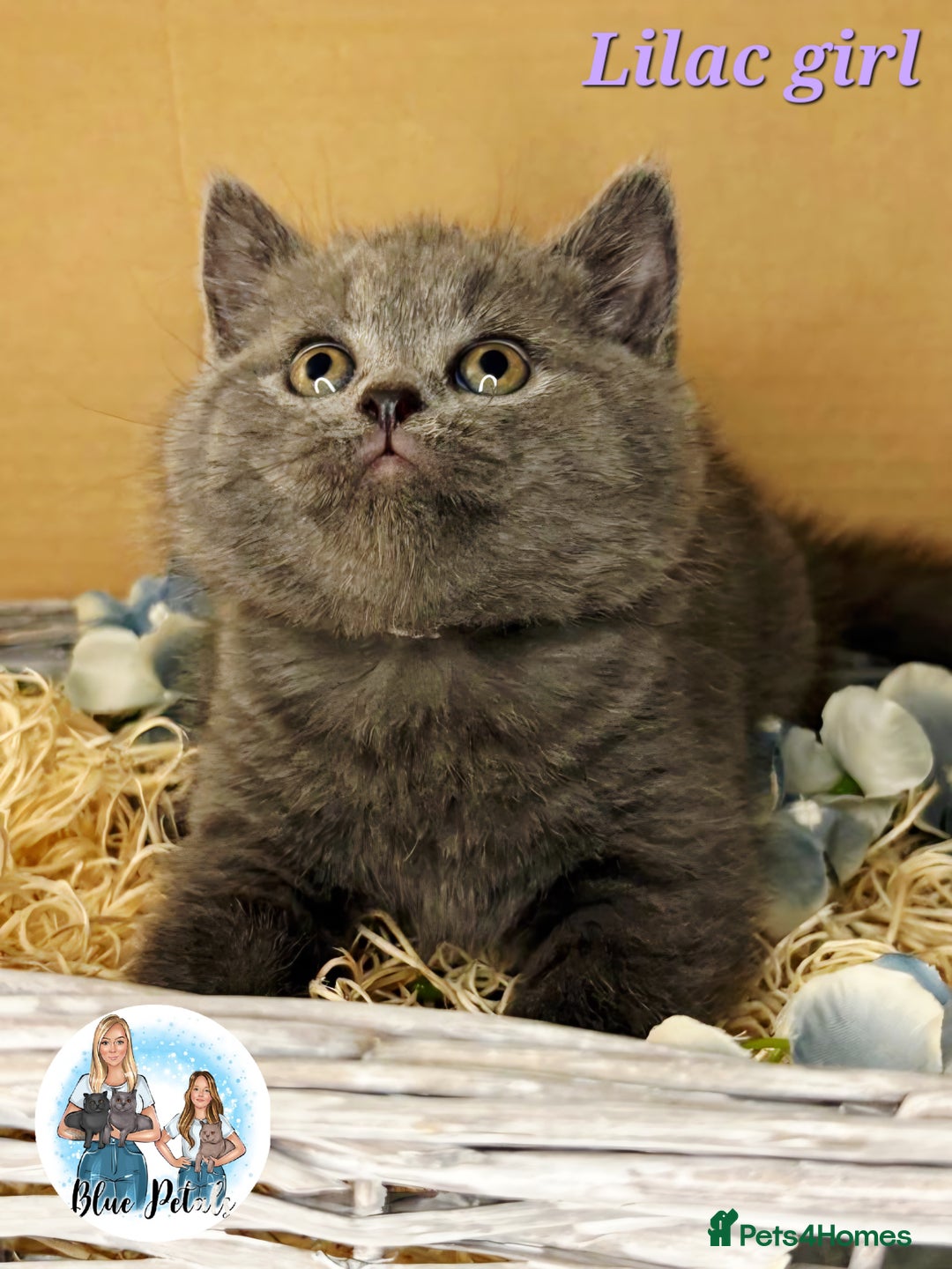 British Shorthair cats for sale: 4 beautiful British short hairs available  - Advert 23