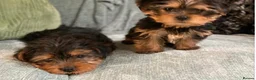 Yorkshire Terrier dogs for stud: Gorgeous Yorkshire Terrier For Stud - Advert 2