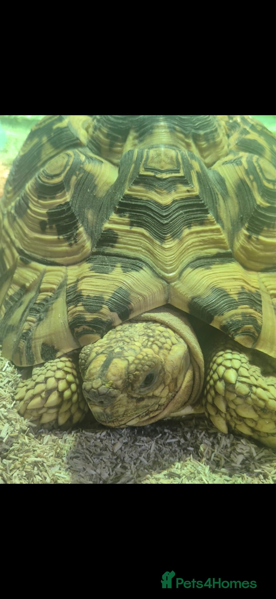 Tortoise reptiles Leopard tortoises  - Advert 1