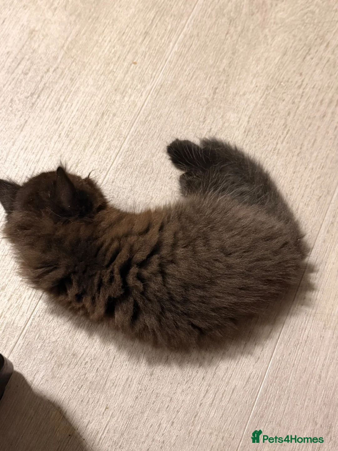 Mixed Breed cats for sale: Two beautiful male kittens  - Advert 11