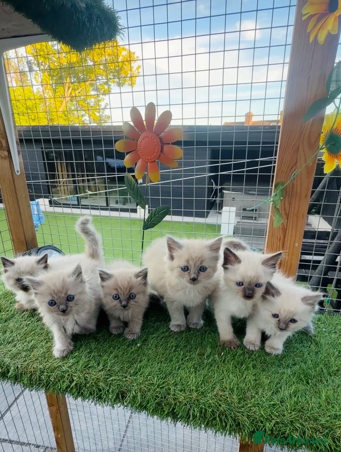 Ragdoll cats Mink ragdoll kittens full breed - Advert 6