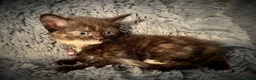 Mixed Breed cats for sale: 9 beautiful friendly kittens - Advert 12