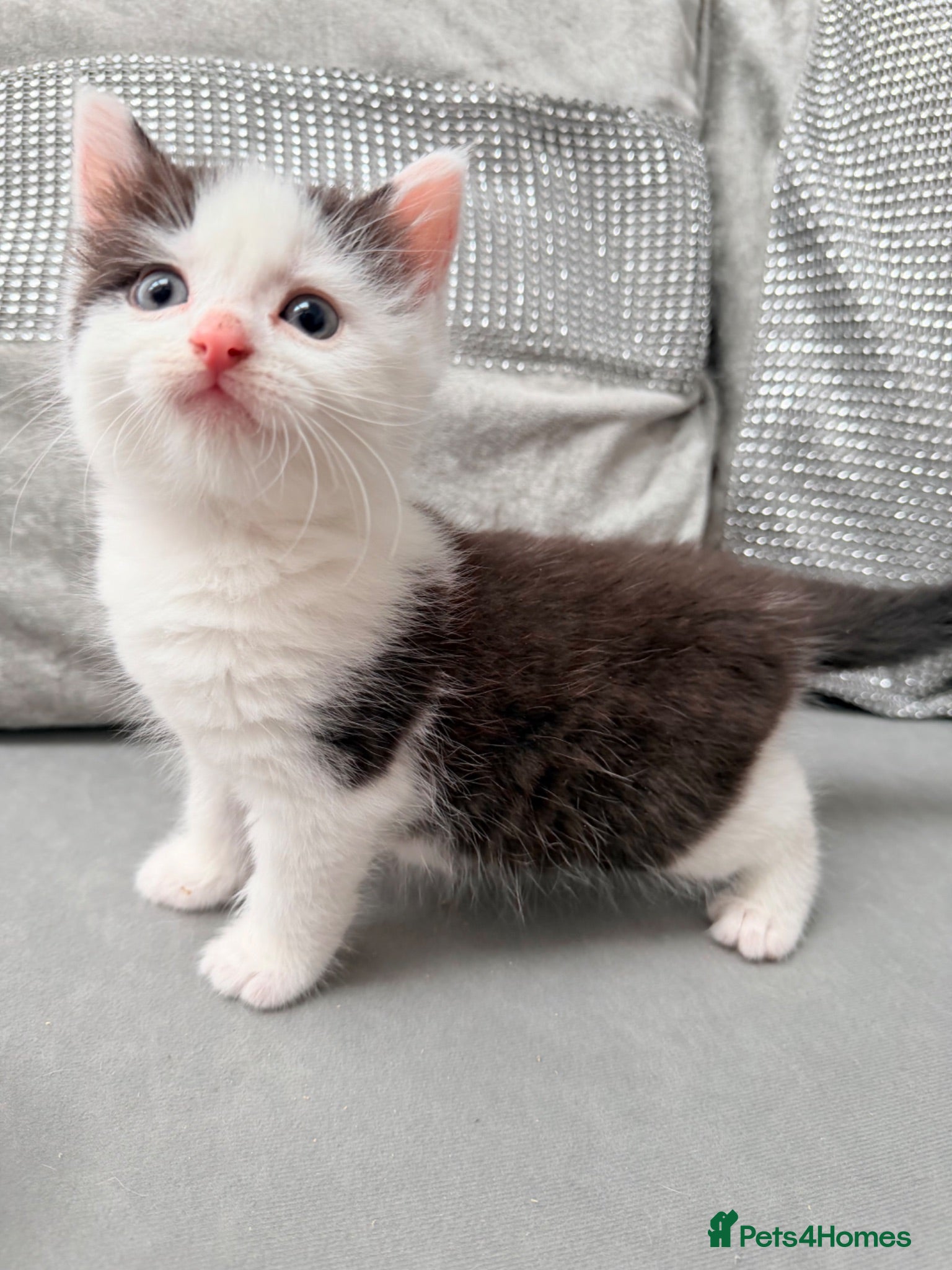 Mixed Breed cats Adorable male kitten - Advert 1