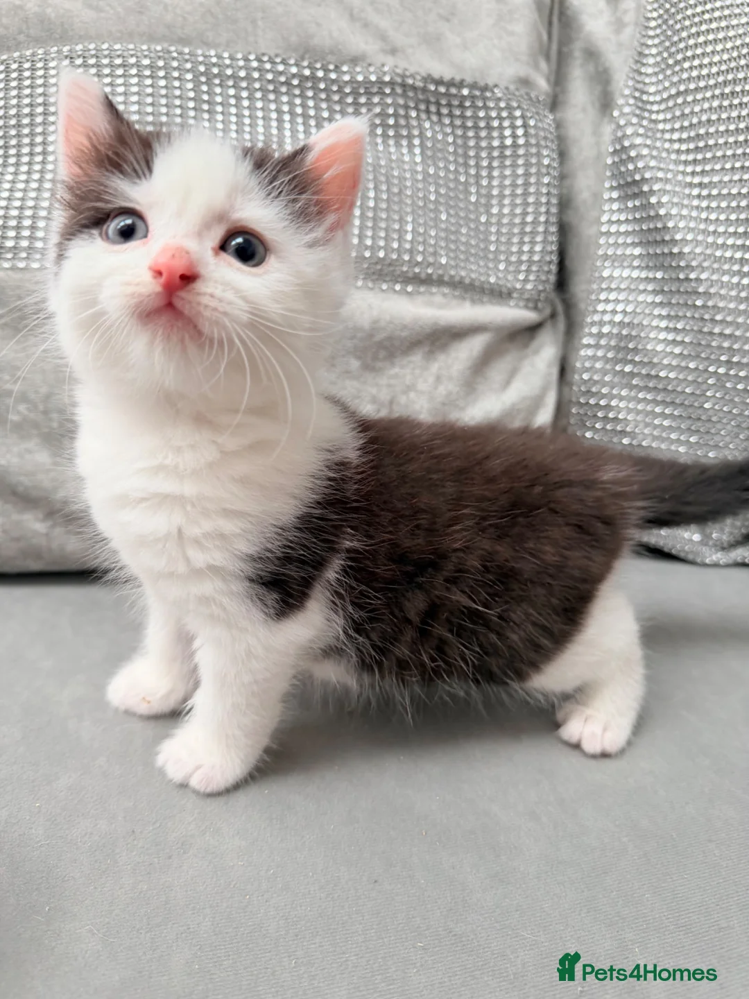 Mixed Breed cats for sale: Adorable male kitten - Advert 1