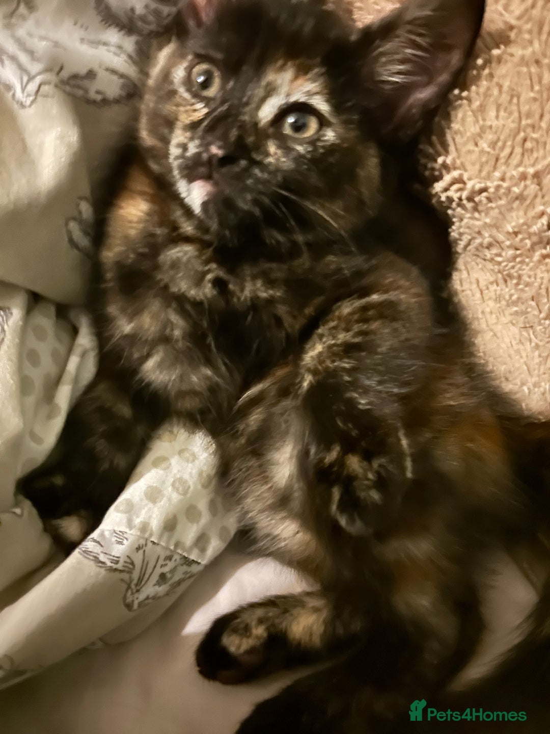 Mixed Breed cats for sale: One of two female kittens - Image 5