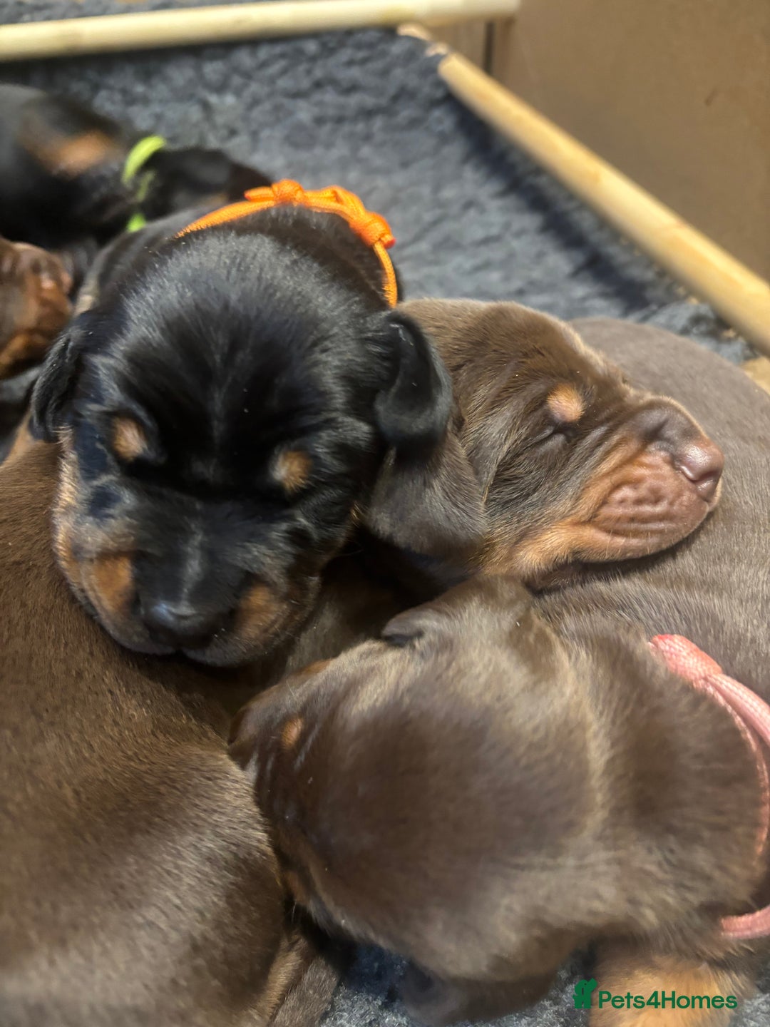 Dobermann dogs for sale: Beautiful chunky Dobermans puppies  - Advert 1