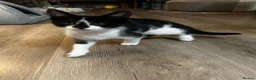 Mixed Breed cats for sale: Mixed breed black and white kittens - Advert 4