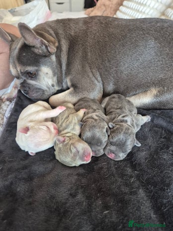 French Bulldog dogs - Advert 2