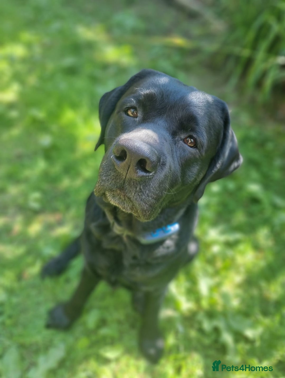 Labrador Retriever dogs for stud: Proven Fully DNA Tested for Stud in Harlow - Advert 8