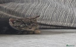 Domestic Shorthair cats for sale: 2 Kittens need a new home  - Image 2