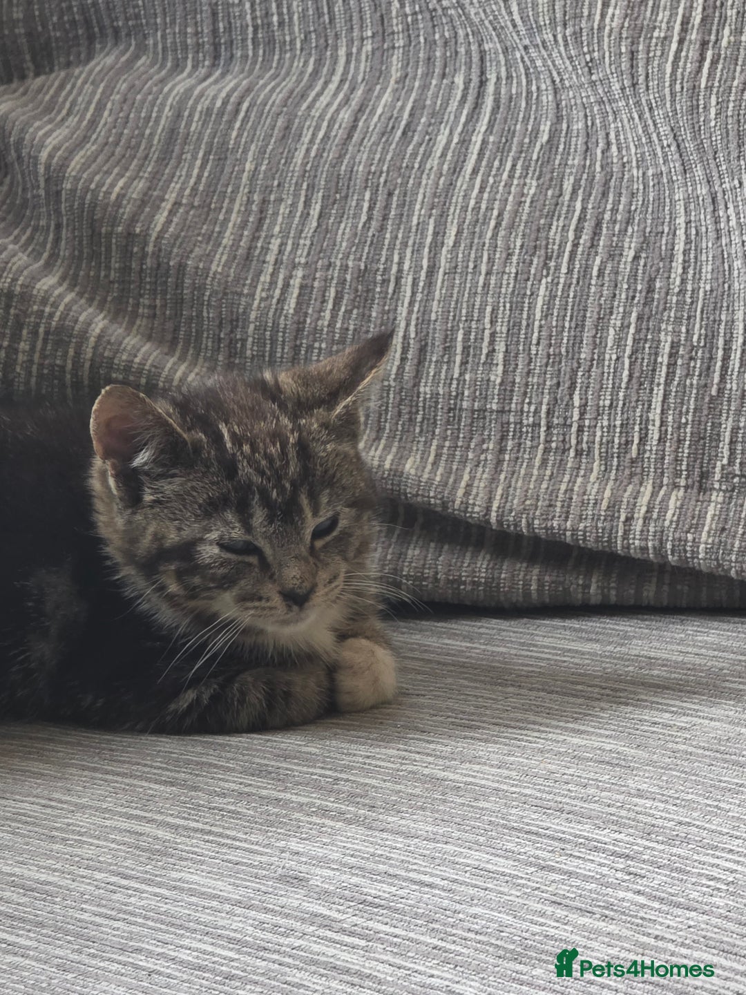 Domestic Shorthair cats for sale: 2 Kittens need a new home  - Image 2