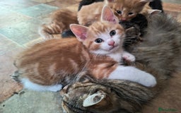 Mixed Breed cats for sale: 5 Beautiful Kittens for sale - Image 4