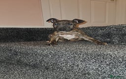 English Bull Terrier dogs for sale: English Bull Terrier Puppies  - Image 3
