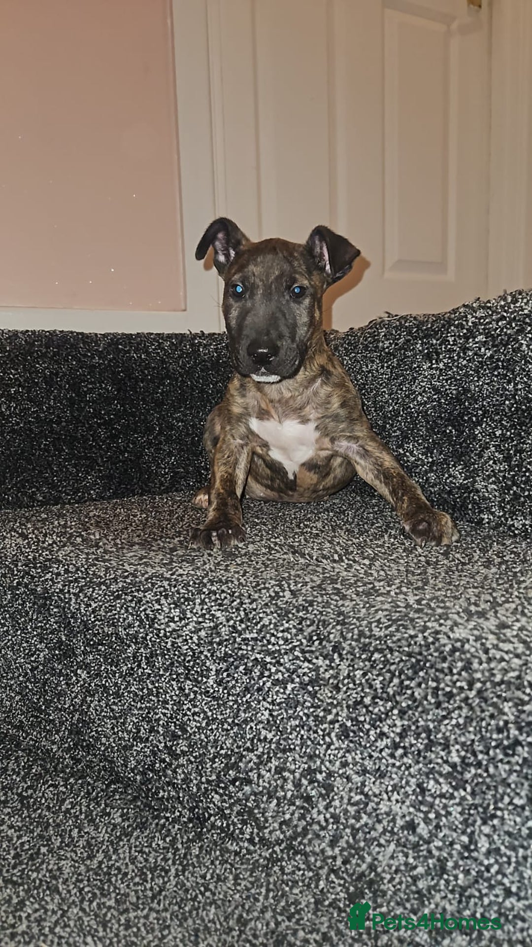 English Bull Terrier dogs for sale: English Bull Terrier Puppies  - Image 3