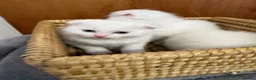 Scottish Fold cats for sale: Gorgeous Scottish Fold & Straight Kittens  in Ayr - Advert 6