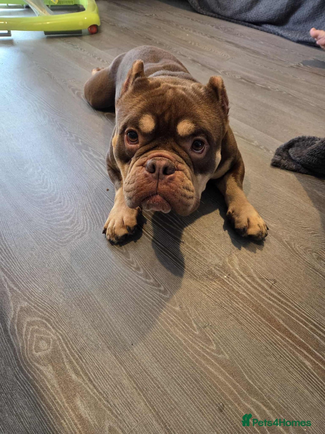 Shorty Bull dogs for sale: Exotic Pocket Bully. - Image 6