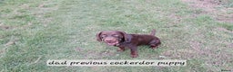 Cockerdor dogs for sale: READY NOW reduced Last choc&tan girl F1 cockerdor - Advert 23