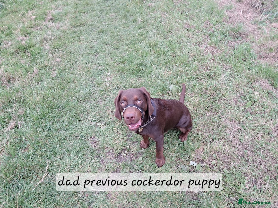 Cockerdor dogs for sale: F1 cockerdor puppies , cocker x labrador  - Image 30