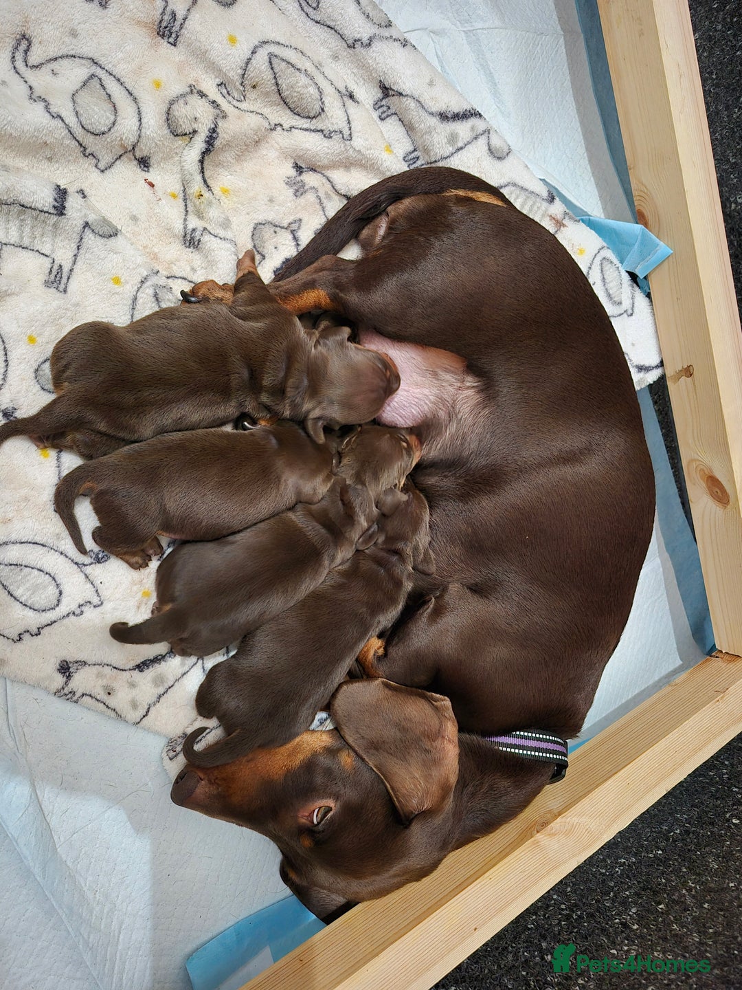 Miniature Dachshund dogs for sale: Miniature Dachshund  - Advert 4