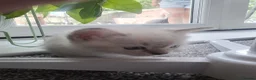 Mixed Breed cats for sale: Ragdoll x / tabby x in Ashton-under-Lyne - Advert 29