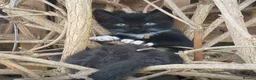 Mixed Breed cats for sale: Mixed breed male kitten - Advert 1
