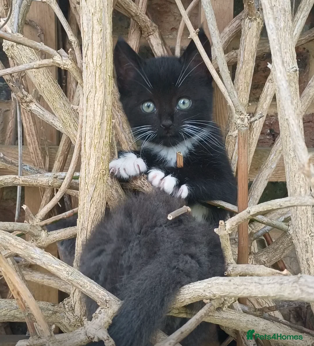 Mixed Breed cats for sale: Mixed breed male kitten - Advert 1