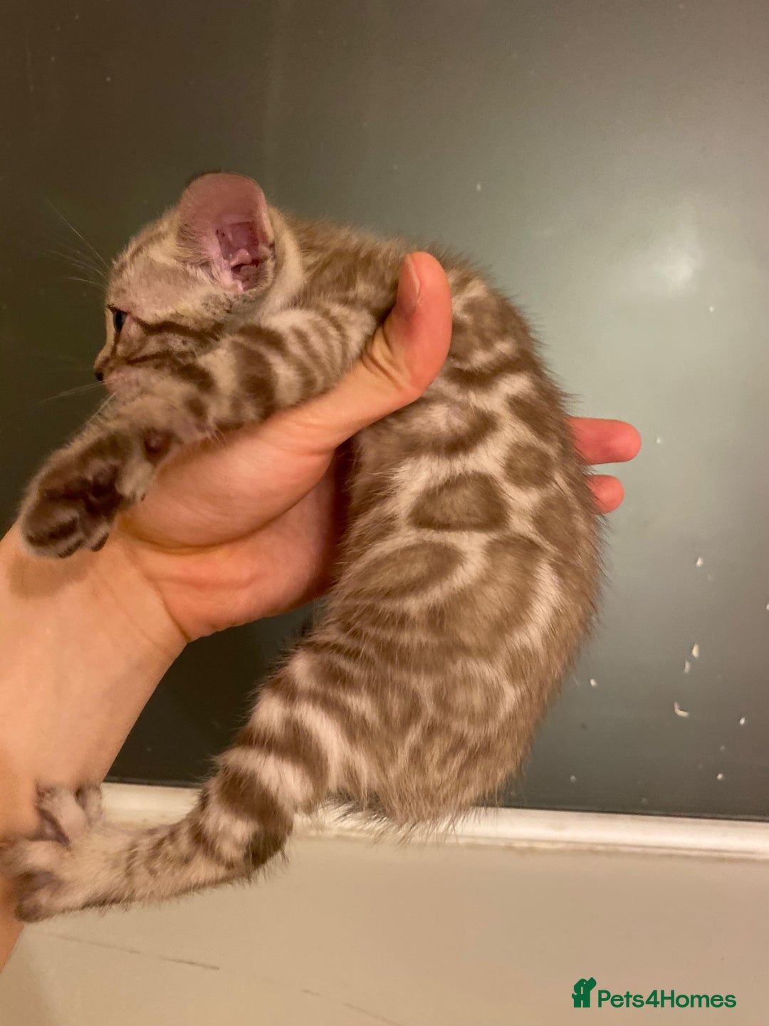 Bengal cats for sale: 🔥✨ Pedigree TICA-Registered Bengal Kittens - Image 26