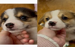 Welsh Corgi Pembroke dogs for sale: Bred type - welsh corgi - Image 4
