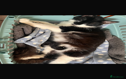 Mixed Breed cats for sale: Kittens for sale - Image 3