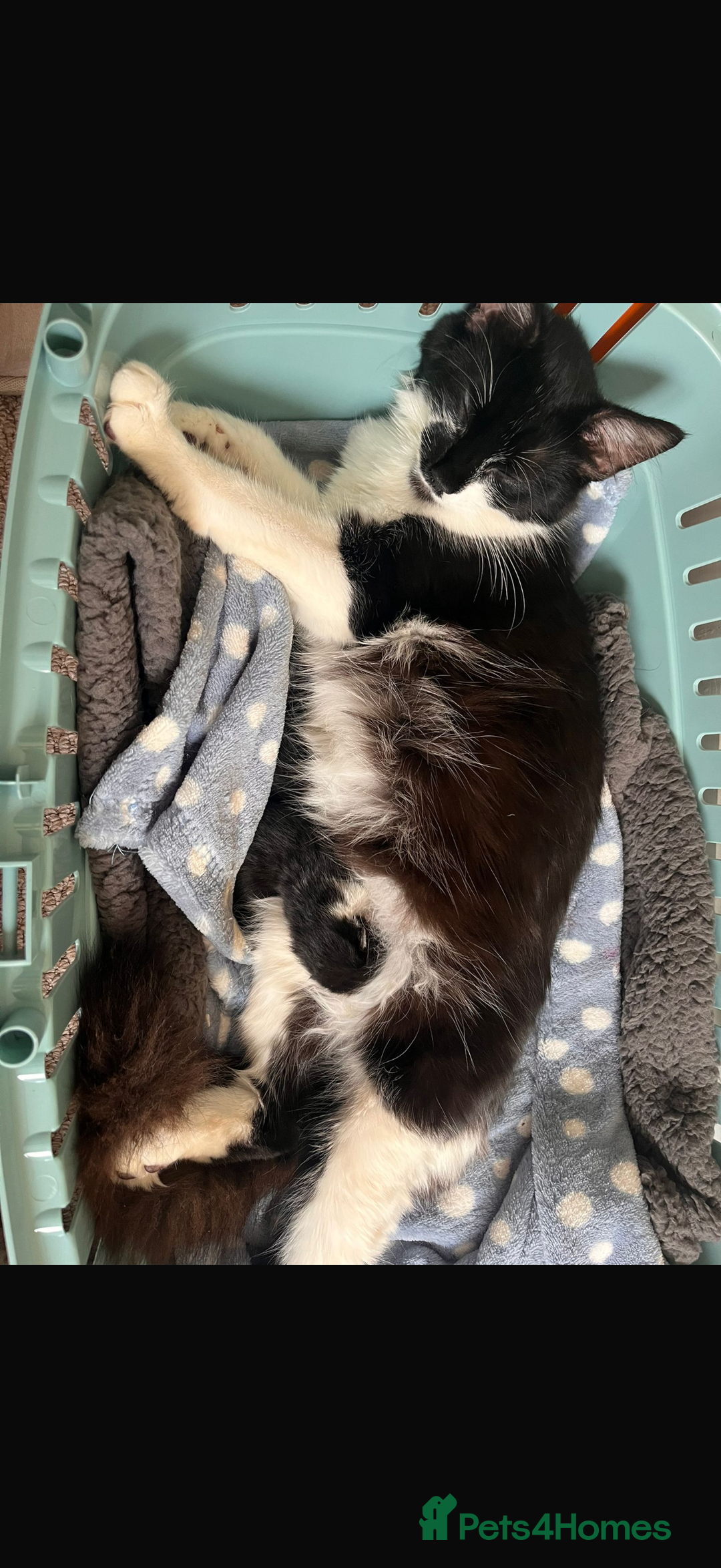 Mixed Breed cats for sale: Kittens for sale - Image 3