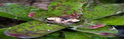Frog reptiles for sale: Bird Poop Mossy Frogs 1.1.1 - Advert 1