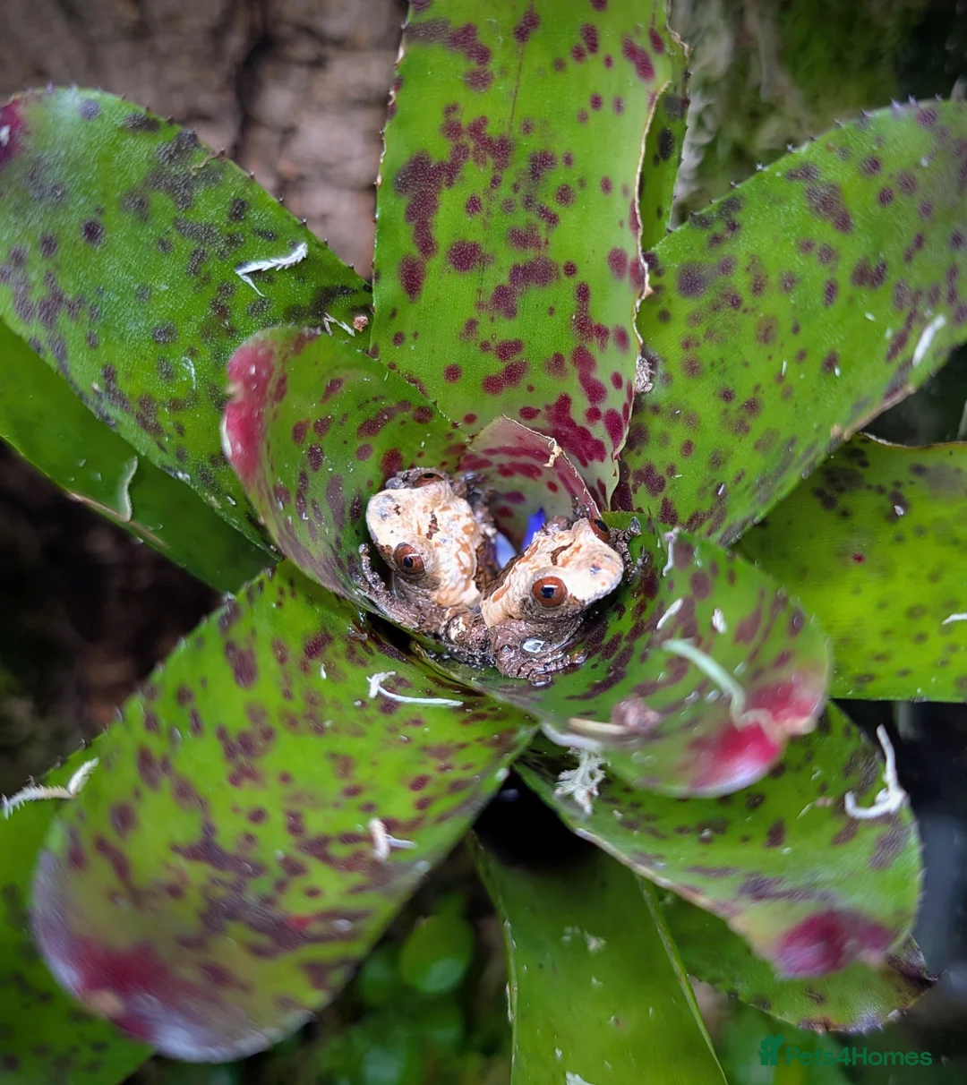 Frog reptiles for sale: Bird Poop Mossy Frogs 1.1.1 - Advert 1