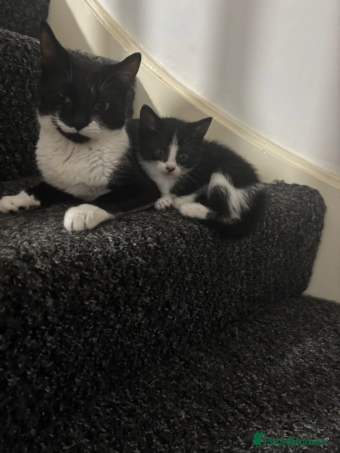 British Shorthair cats for sale: BEAUTIFUL KITTENS LOOKING FOR HOMES - Advert 1