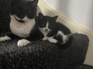 British Shorthair cats BEAUTIFUL KITTENS LOOKING FOR HOMES - Advert 1