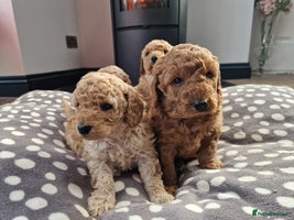 Miniature Poodle dogs - Advert 7