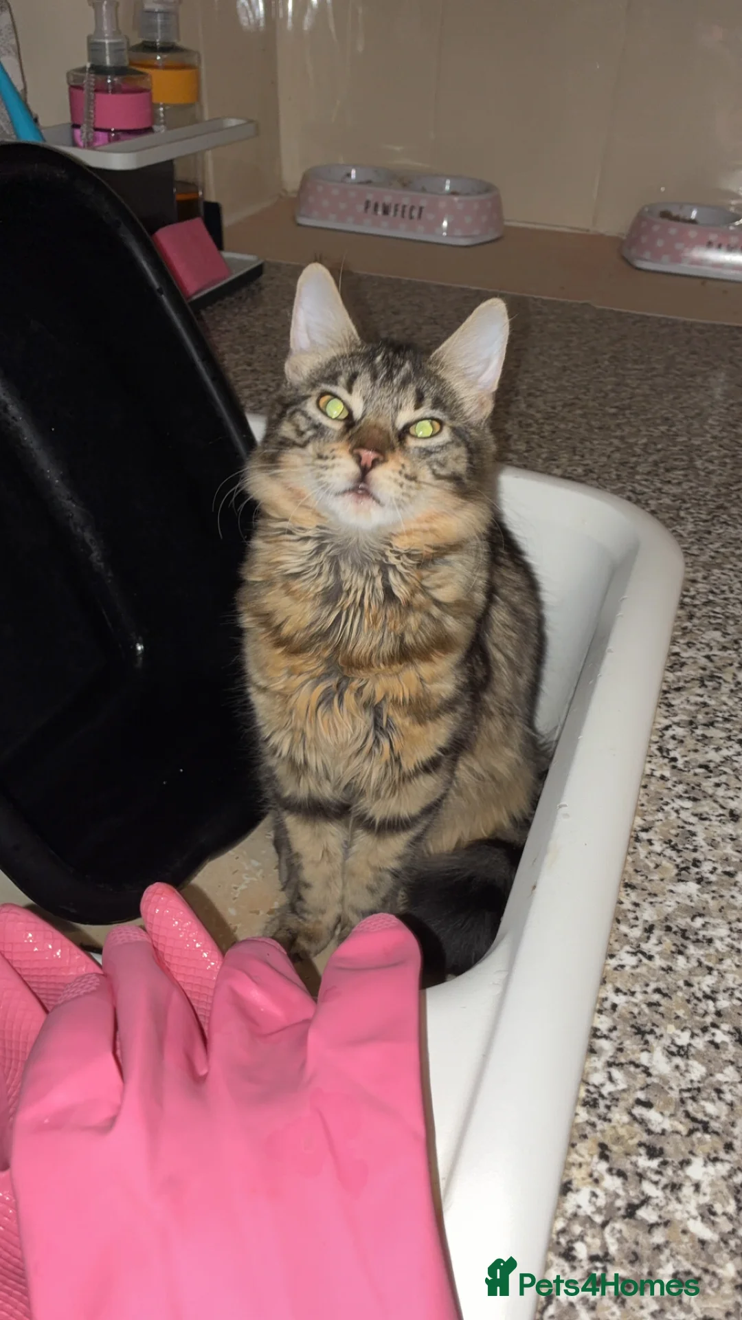 Mixed Breed cats for sale: Kittens for sale  - Advert 1