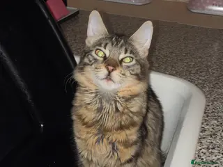 Mixed Breed cats Kittens for sale - Advert 1